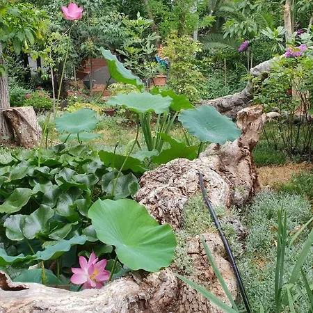 فيلة Luex Villa